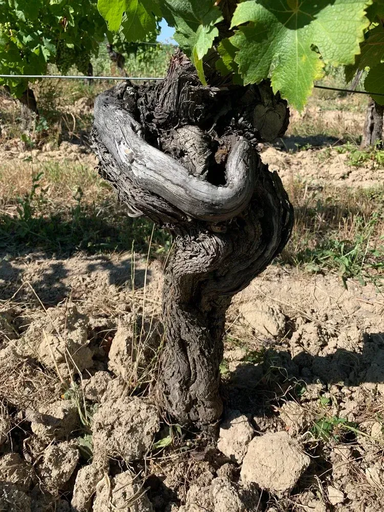 A gnarled grapevine trunk in a vineyard with green leaves and brown soil.