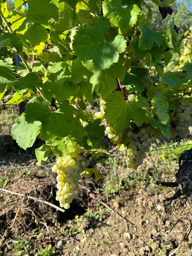 Clusters of ripe green grapes hang on a vine with green leaves in a vineyard.