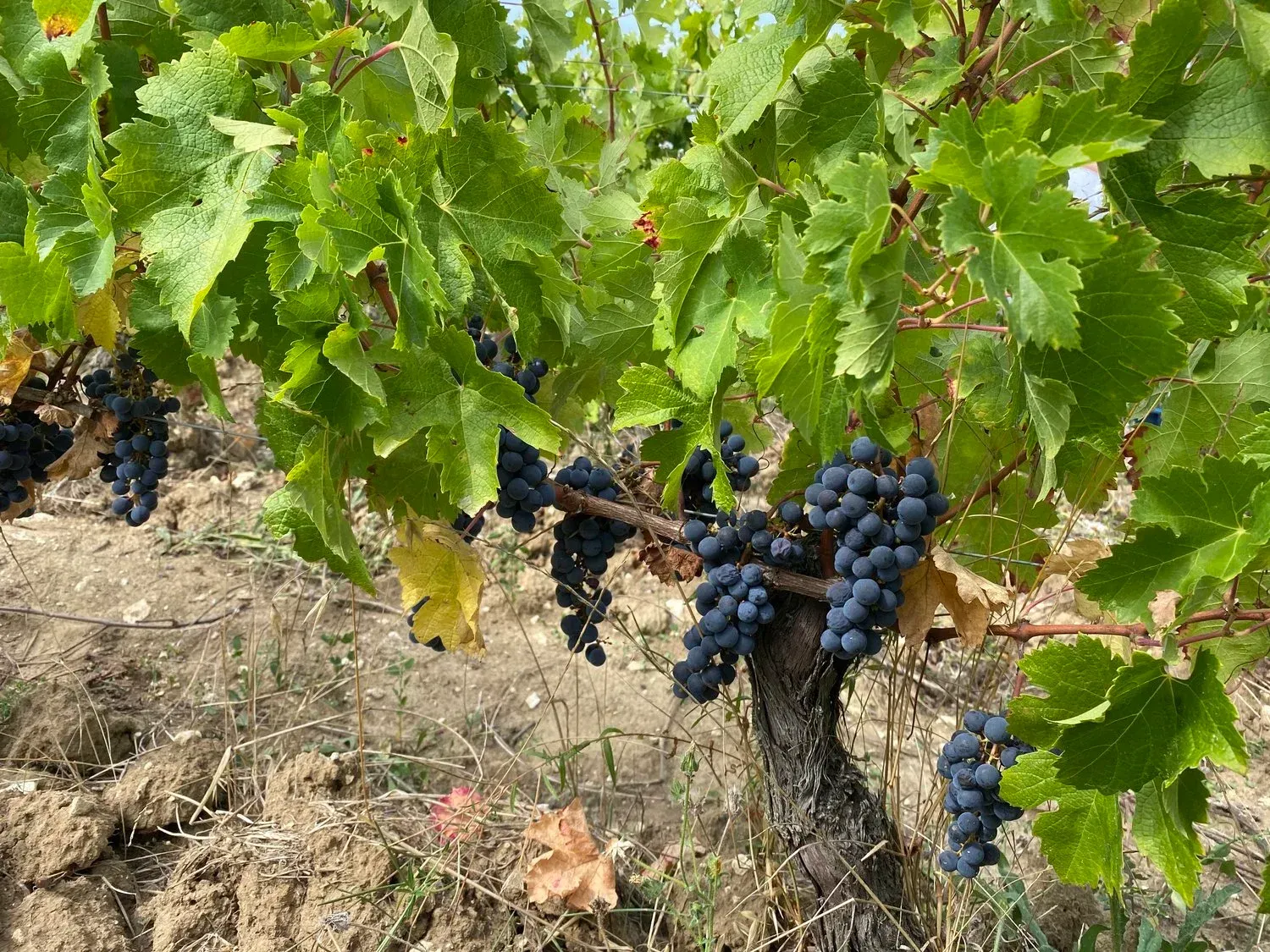 Grape vines with dark purple grapes in a Champ des Treilles  vineyard, surrounded by green leaves and brown soil.