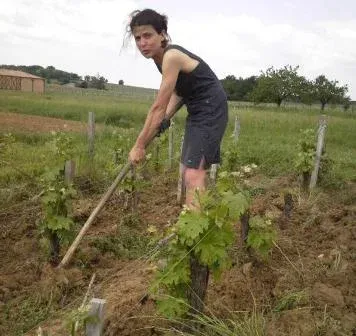 Woman using a hoe in a vineyard, tending to young grape vines; cloudy sky and field in background.