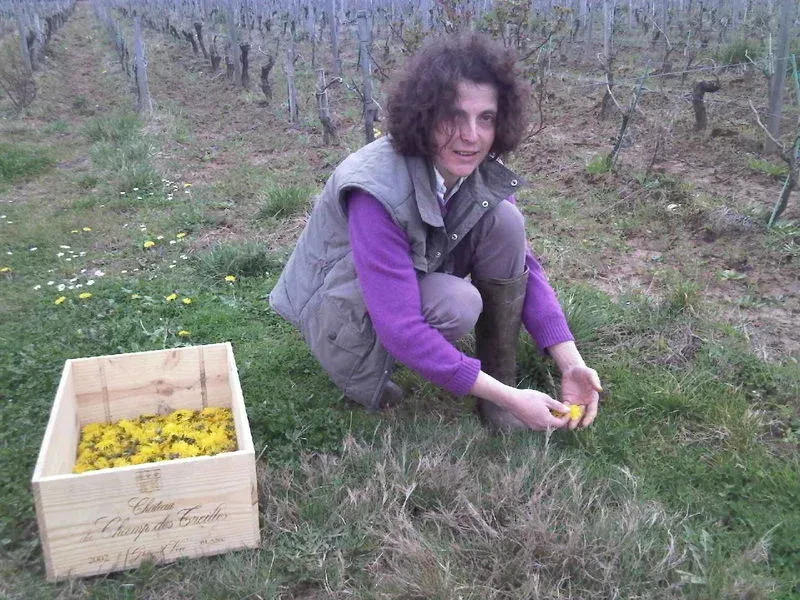 Person crouched in Champ des Treilles vineyard, picking yellow flowers. 