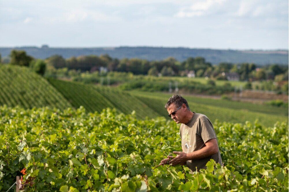 Winemaker at Champagne Lelarge-Pugeot examining grapevines in a sunlit vineyard