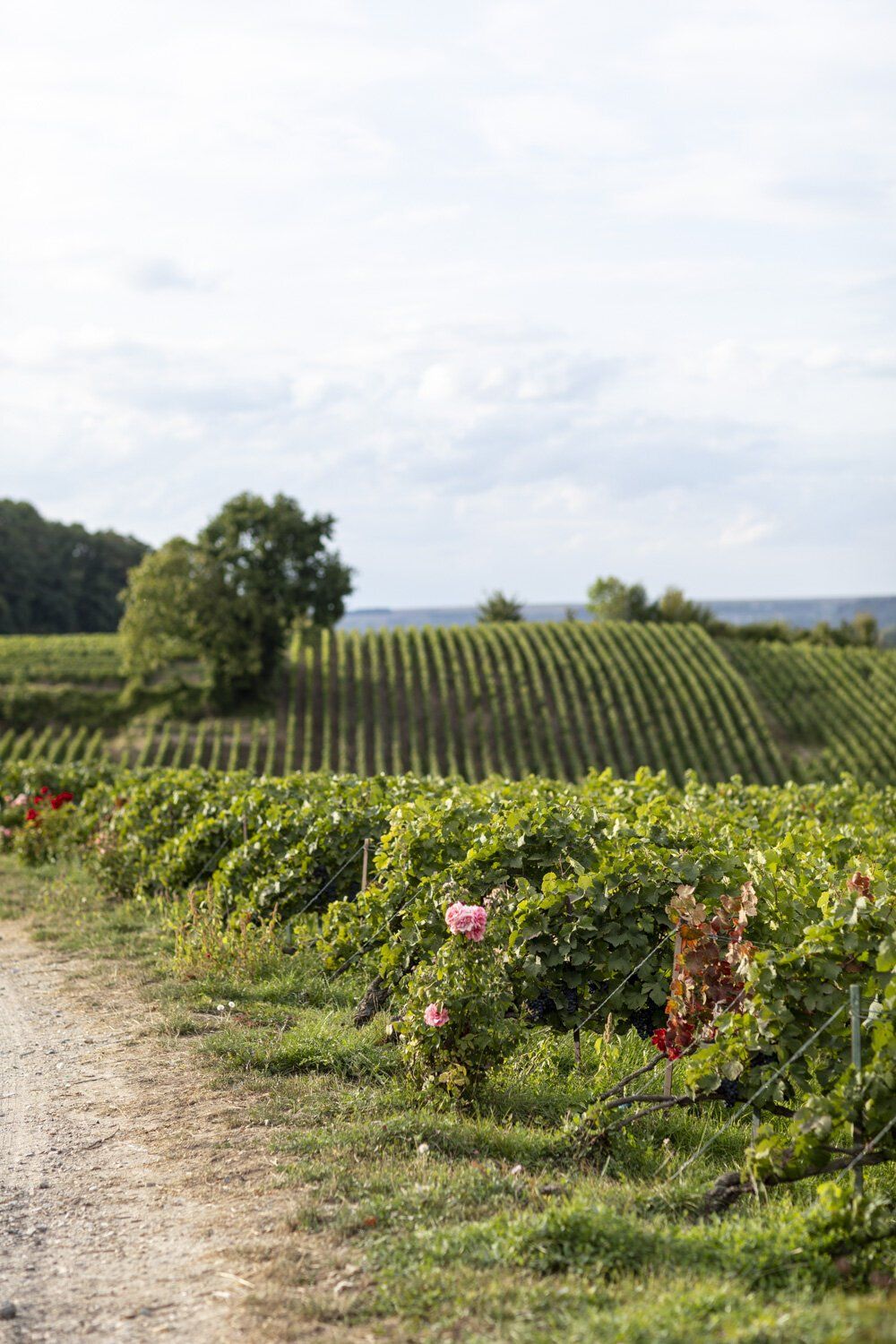 Champagne Lelarge-Pugeot vineyard with rows of green grapevines on a rolling hill