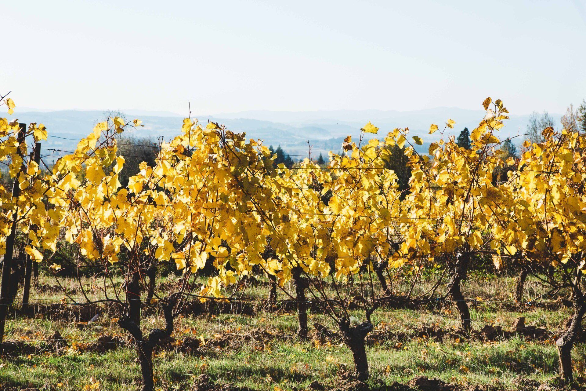 Rows of grapevines with yellow leaves in Cooper Mountain vineyard, rolling hills in the background