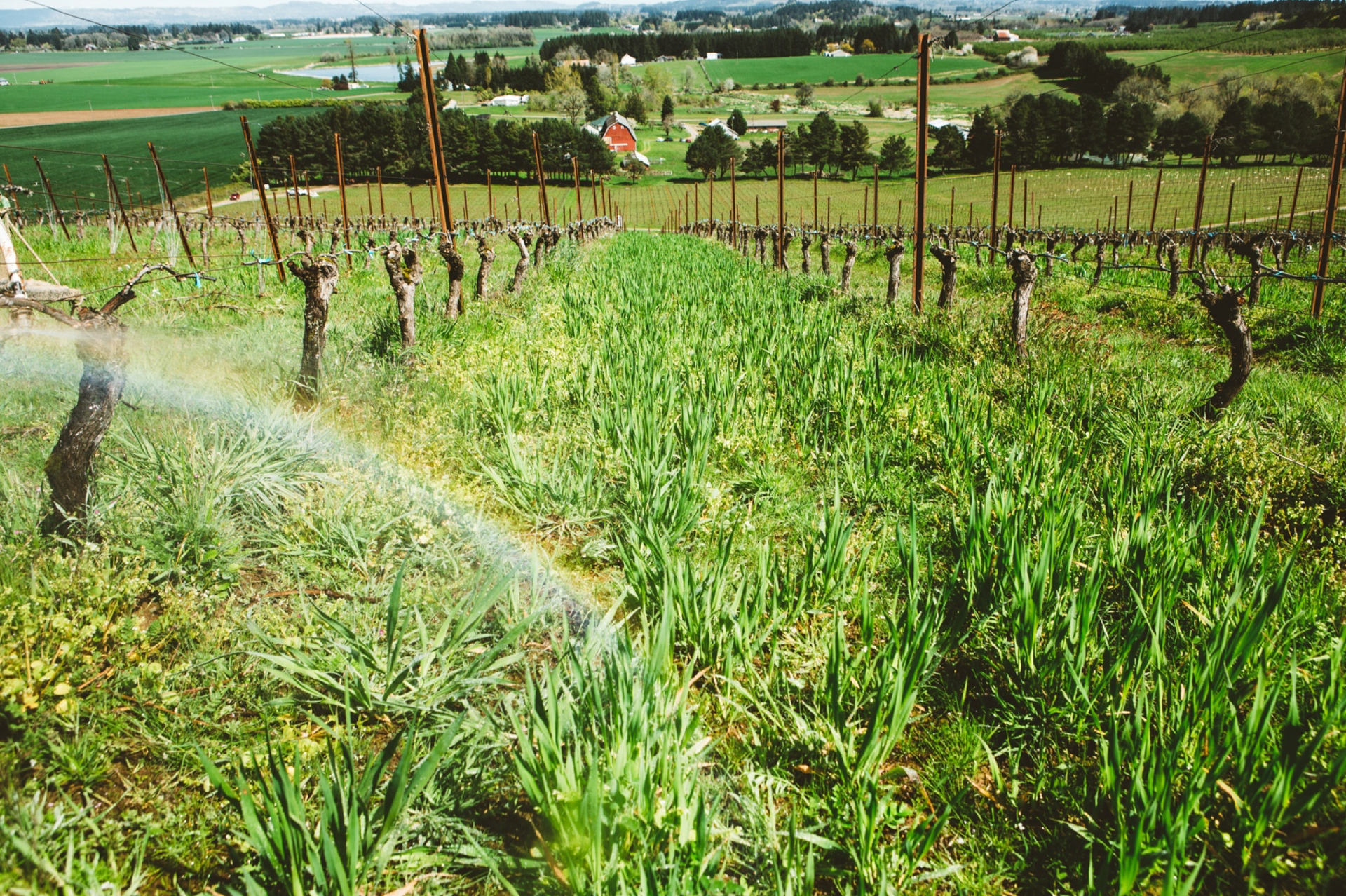 Cooper Mountain vineyard with rows of grapevines, grass, and a sprinkler system.
