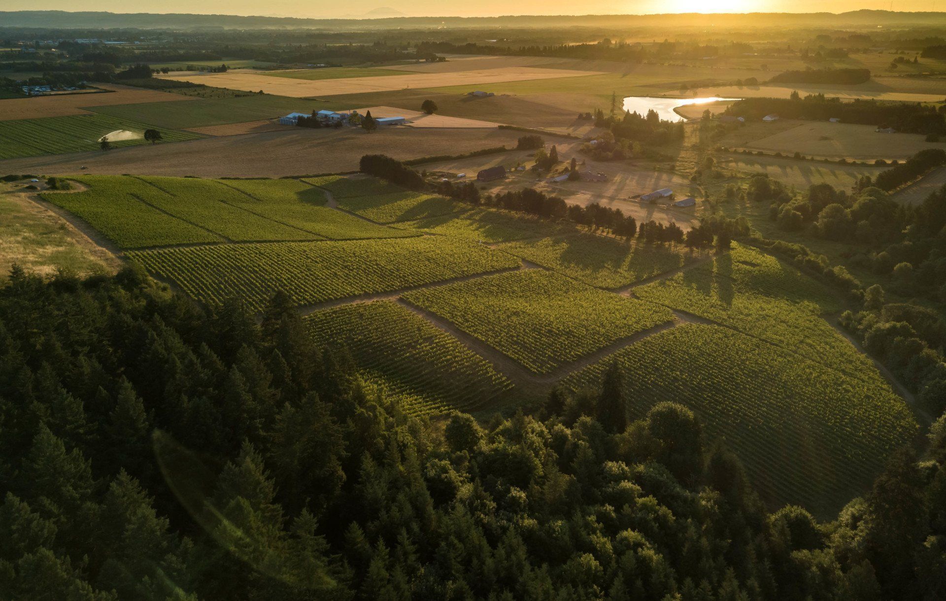 Cooper Mountain vineyard and fields bathed in golden sunset light.