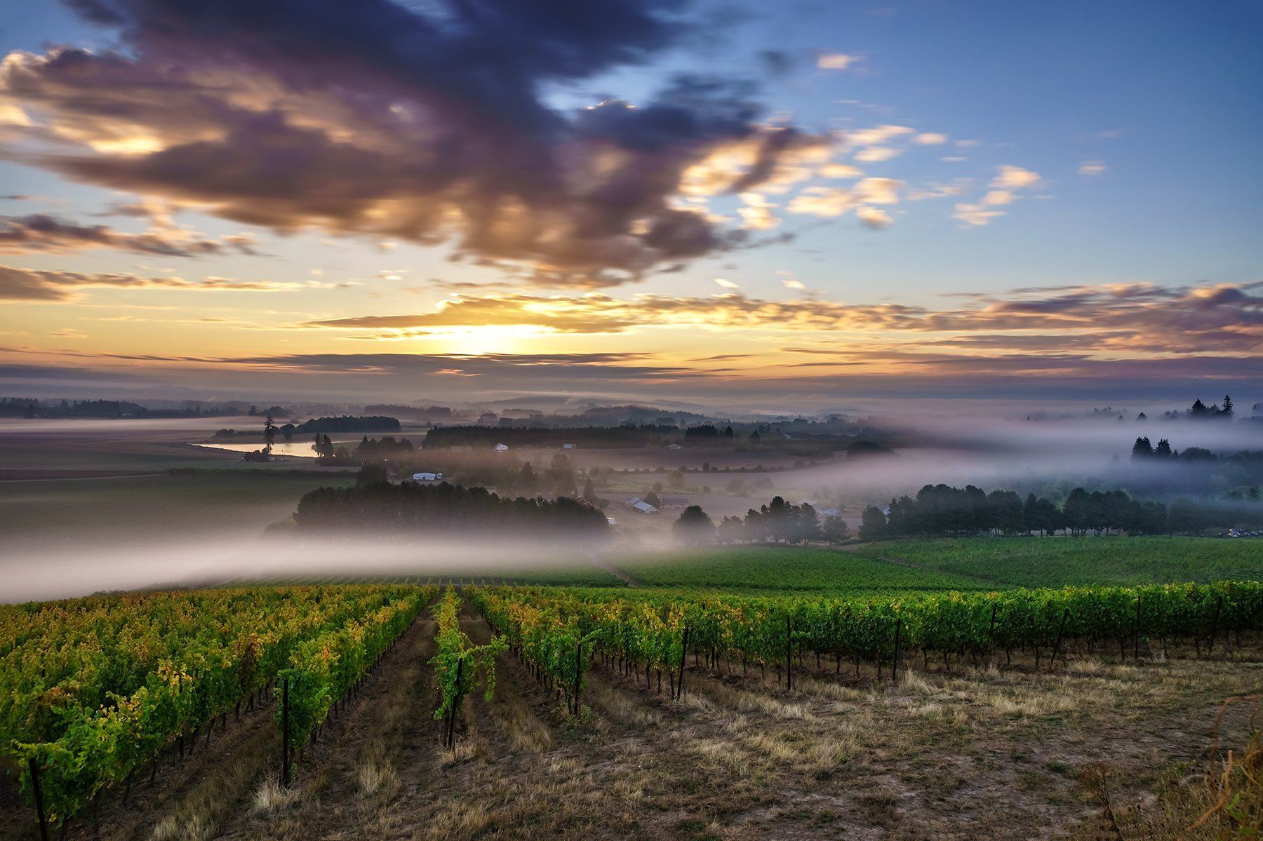 Cooper Mountain vineyard at sunrise with vine rows, valley mist, and a colorful sky.
