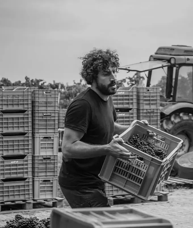 Winemaker of Cordero San Giorgio carrying a crate of grapes in vineyard, with tractor and stacked crates in background.