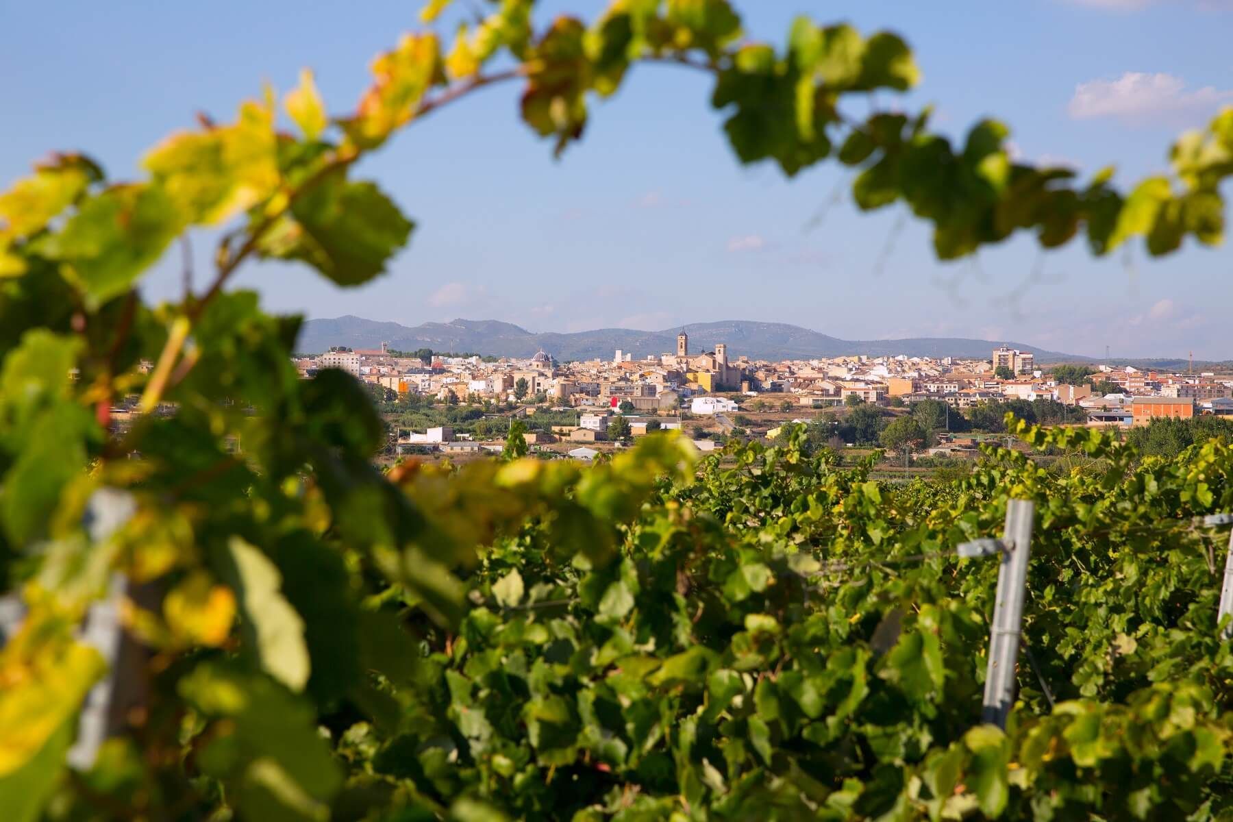 Vineyard with green leaves framing a distant town, at Bodegas Enguera