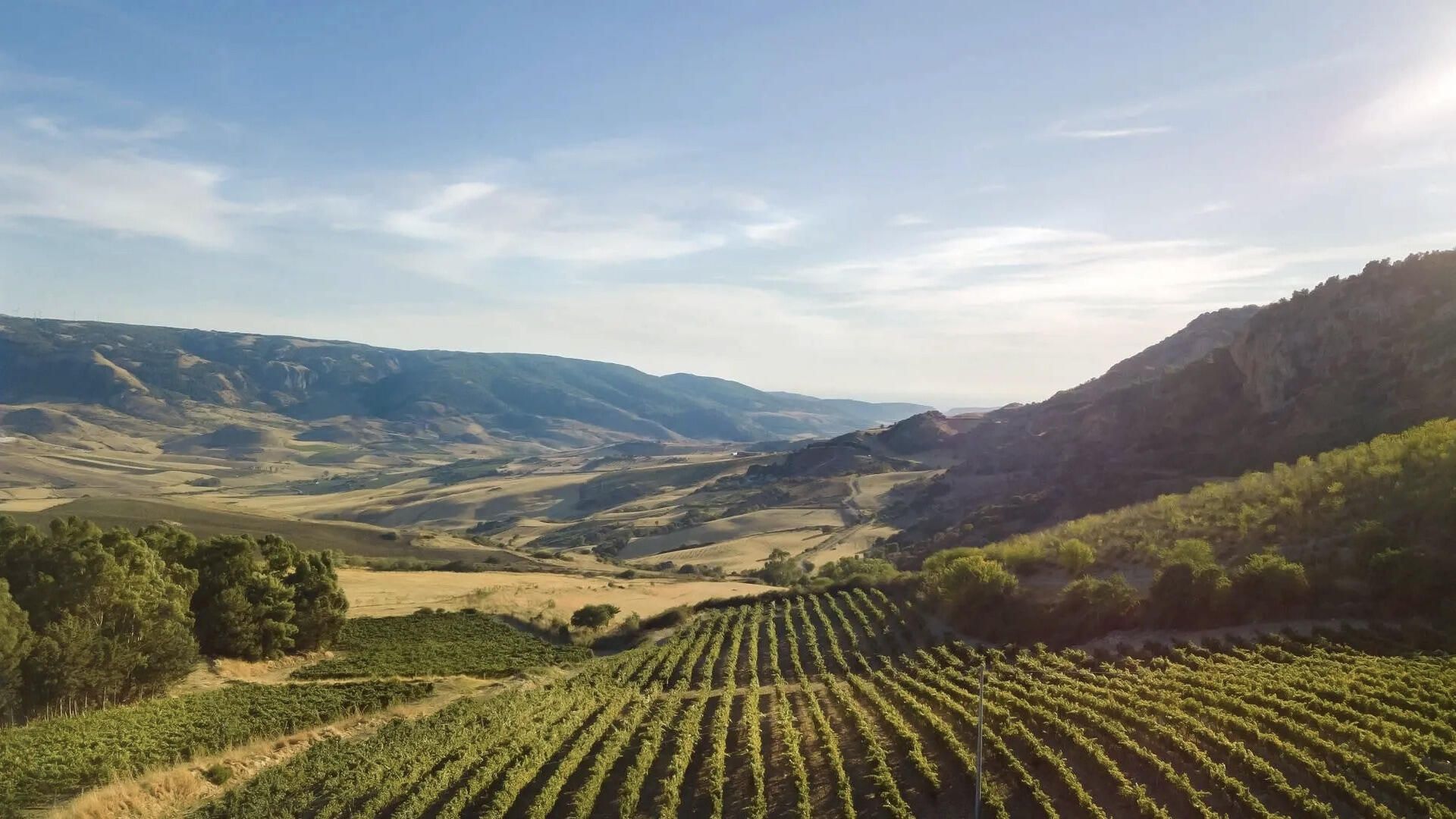 Di Giovanna vineyard with rows of grapevines in a valley, with mountains in the background.