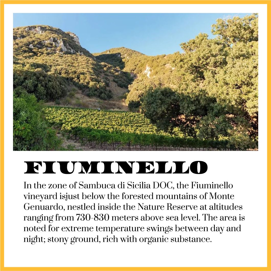 Vineyard at Fiuminello below forested mountains, near Sambuca di Sicilia DOC, noted for temperature swings.