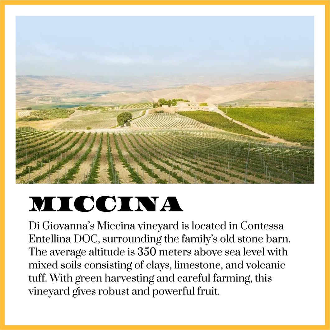 Di Giovanna Miccina vineyard, at Contessa Entellina DOC.
