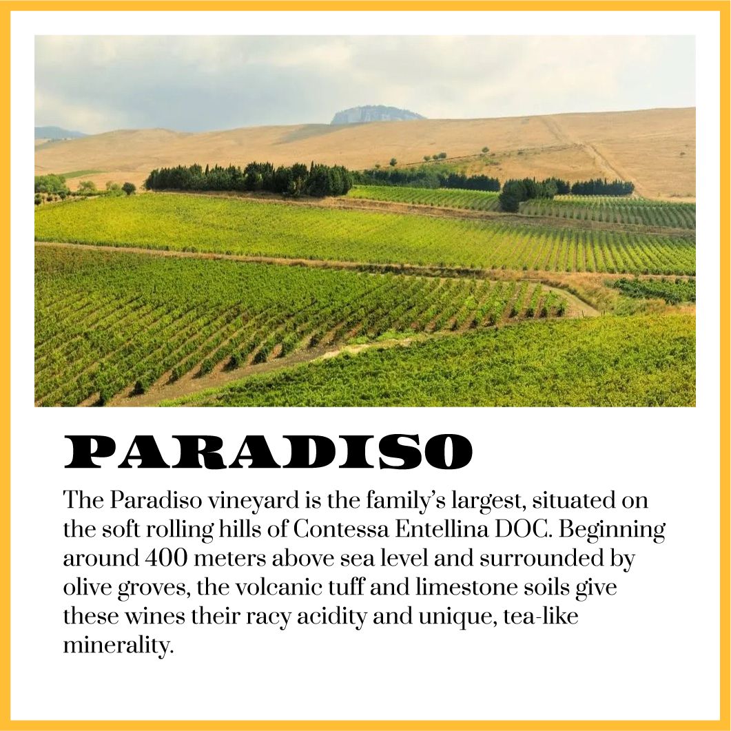 Di Giovanna vineyard in Paradiso, Contessa Entellina DOC. Green rows of grapevines on rolling hills.