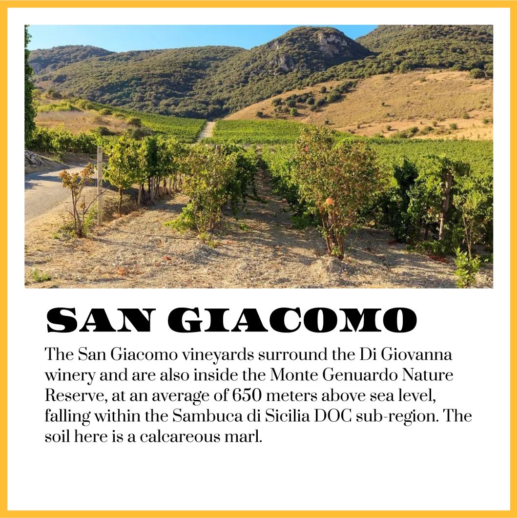 Vineyard in San Giacomo, Italy. Rolling hills, vines, and winery. Text describes location and soil type.