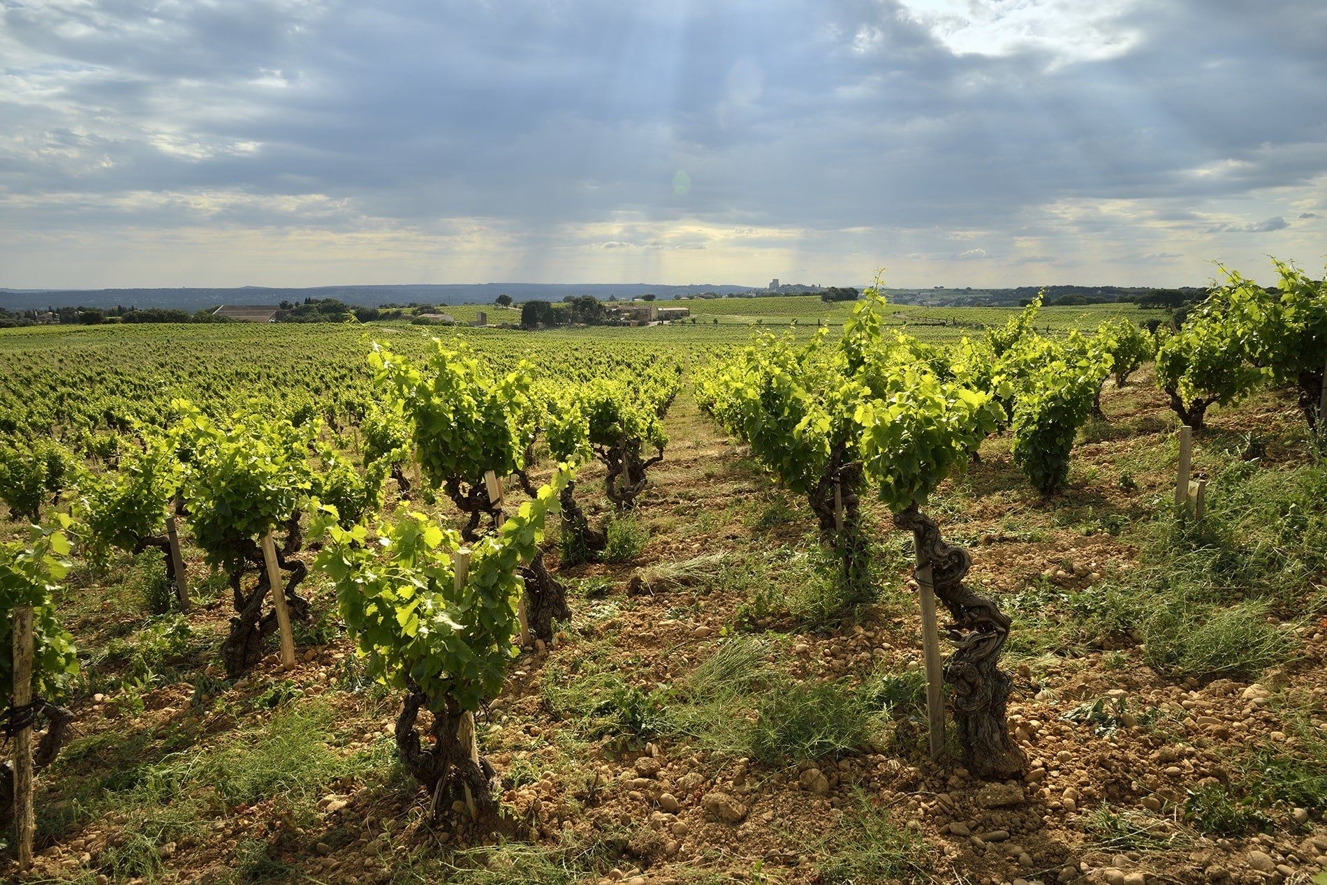 Domaine de la Solitude vineyards with the sun peaking through the clouds Domaine de la Solitude vineyards with the sun peaking through the clouds