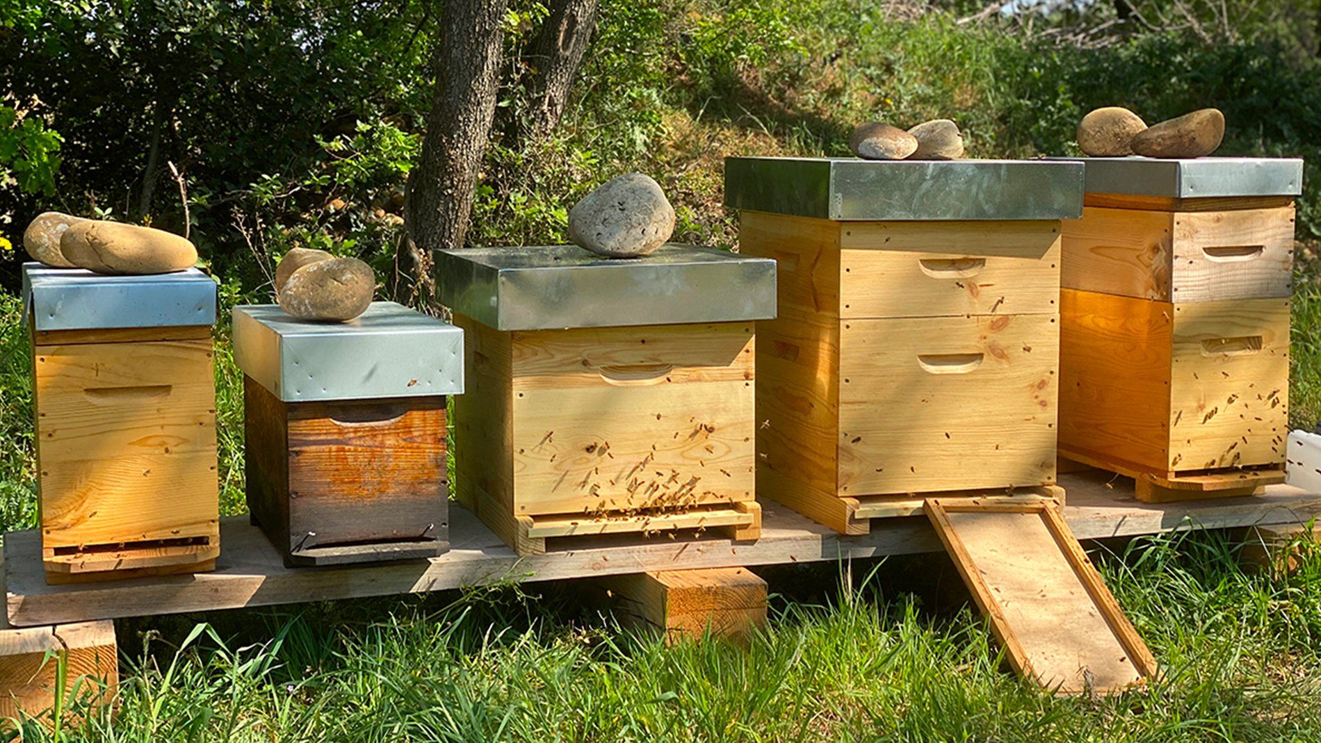 Domaine de la Solitude bee hives Domaine de la Solitude bee hives