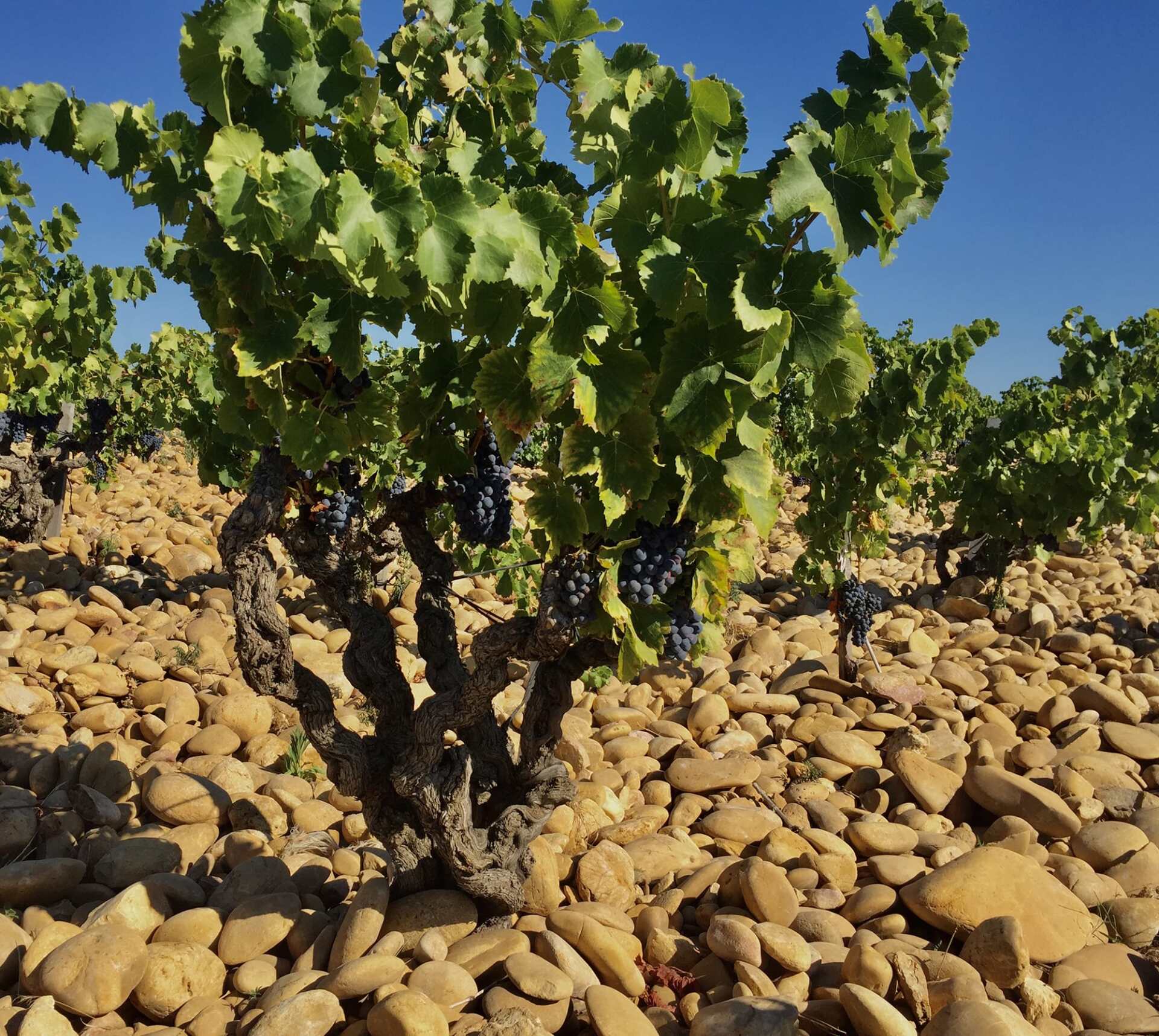 Grape vines with dark grapes growing in a rocky vineyard, at Domaine de la Solitude