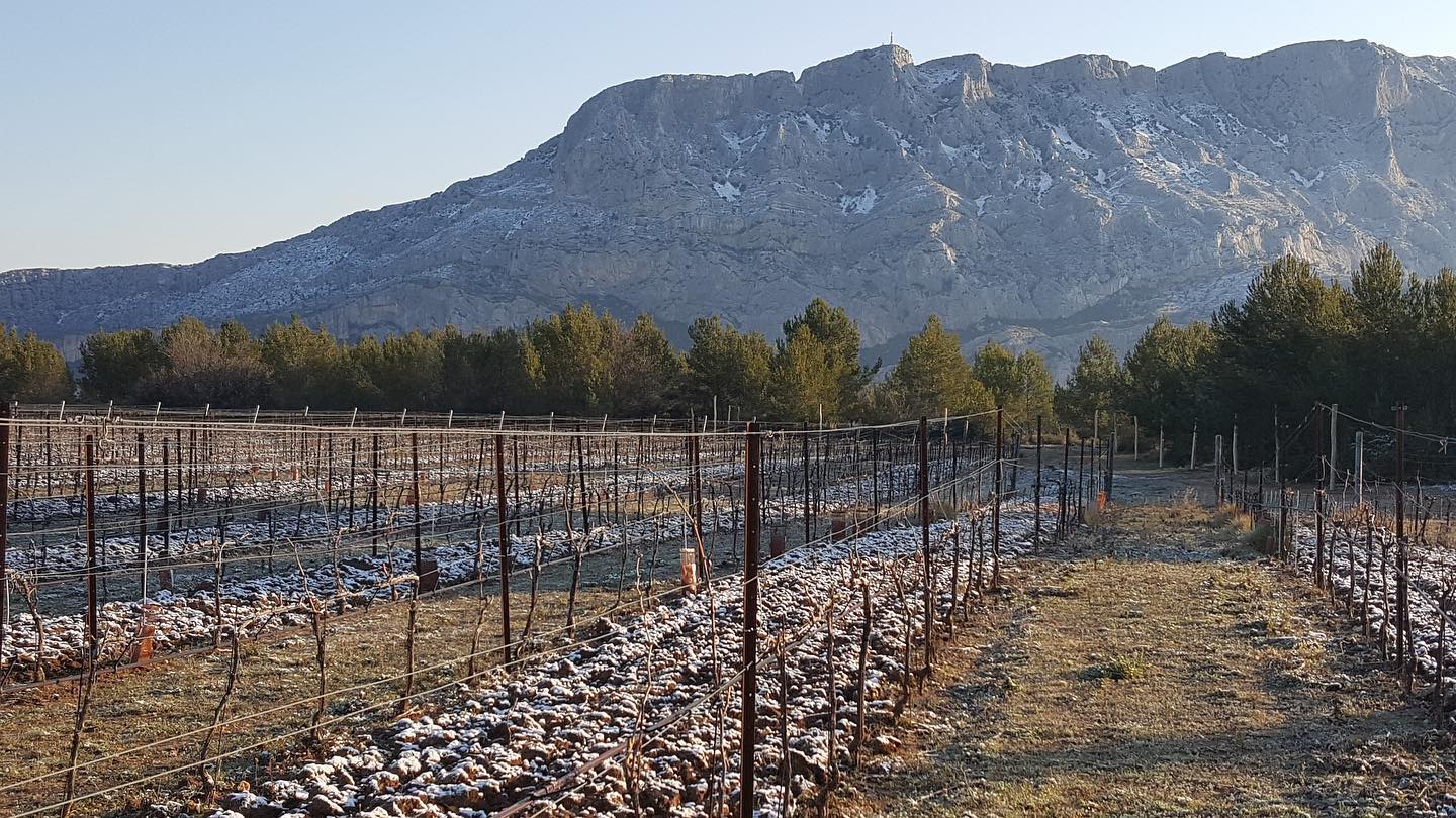 Vineyard rows with frosty ground, trees, and a snow-dusted mountain in the background under a clear sky.