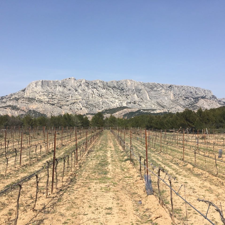 Vineyard rows with bare vines, leading to a distant, rocky mountain under a clear blue sky.