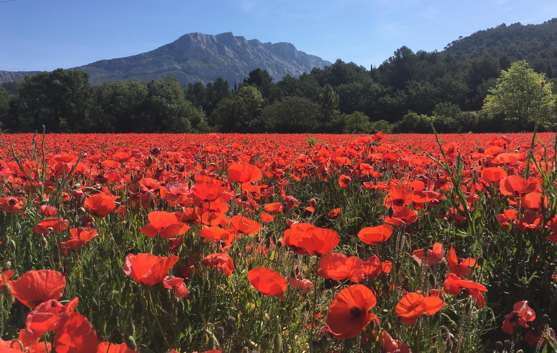 Field of red poppies with a mountain backdrop, at Domaine des Masques vineyard