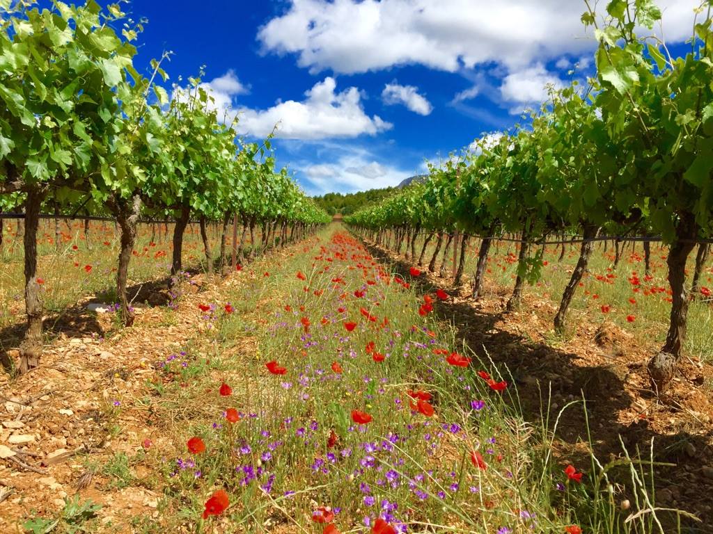 Domaine des Masques vineyards Domaine des Masques vineyards