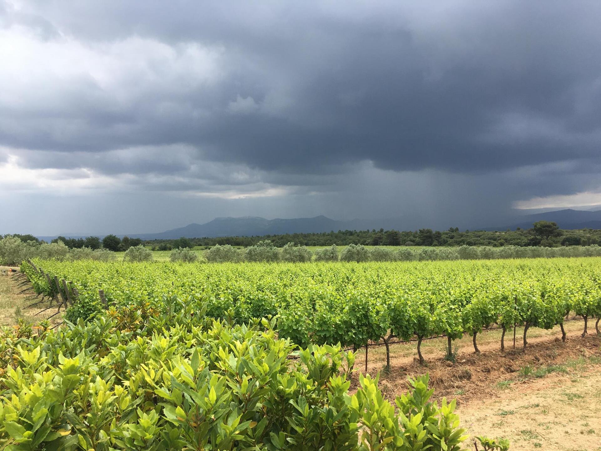 Vineyard under a dark, stormy sky; green grapevines, olive trees, and mountains in the distance.