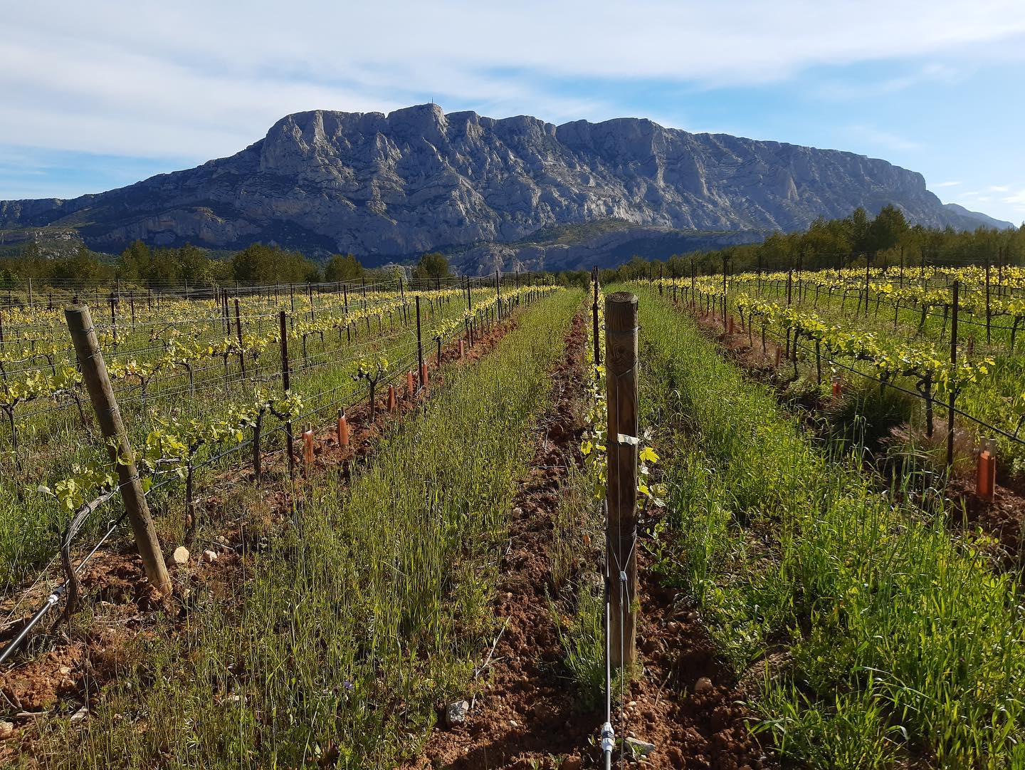 Vineyard rows at Domaine des Masques winery leading to a mountain under a blue sky.