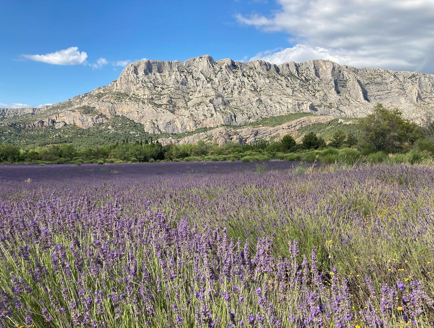 Lavender field with purple blooms, and rocky mountain backdrop,at Domaine des Masques vineyard.