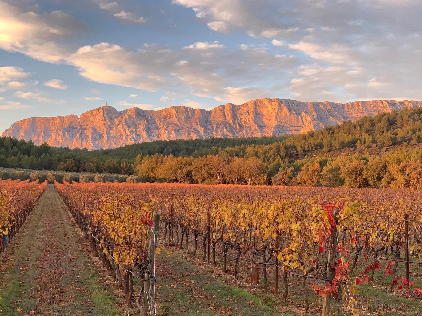 Vineyard with rows of colorful autumn vines, trees, and mountain backdrop, lit by golden sunset.