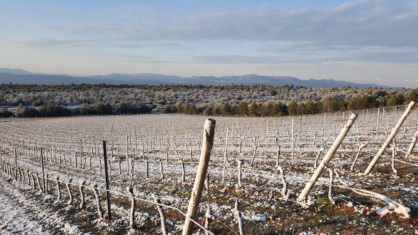 Snow-covered vineyard in winter, with rows of bare vines. Trees and mountains in the distance under a blue sky.