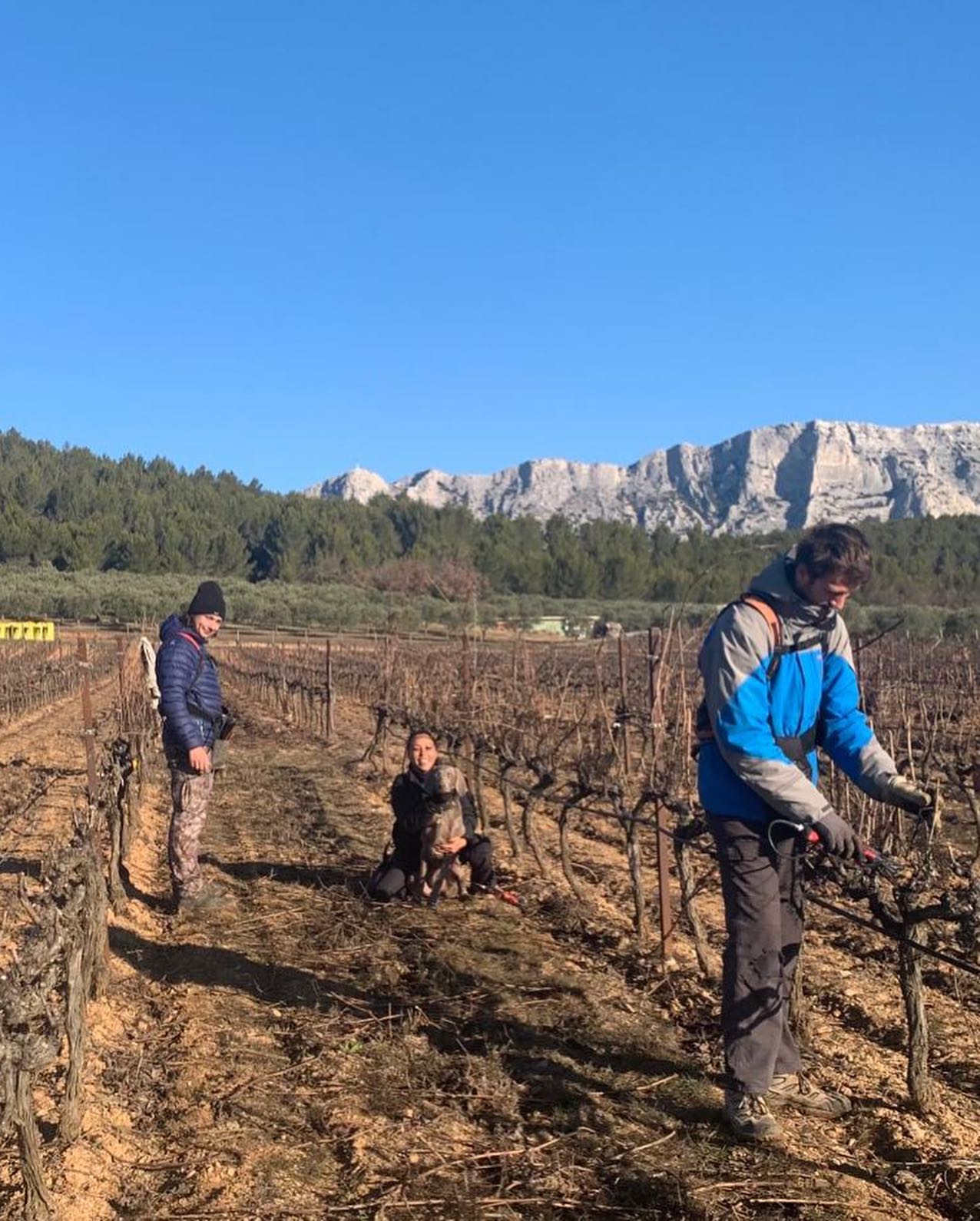 People pruning grape vines in a vineyard with mountains and blue sky in the background.
