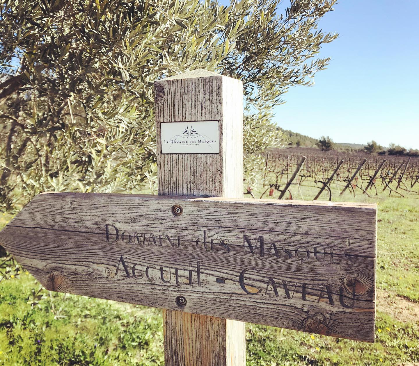 Wooden sign for Domaine des Masques accueil caveau beside vineyard rows.
