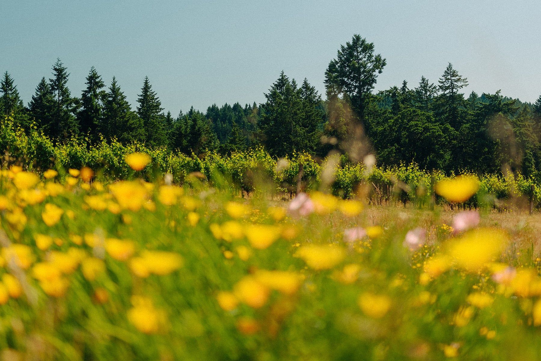 Yellow wildflowers with a vineyard and forest, at Evening Land Vineyards.