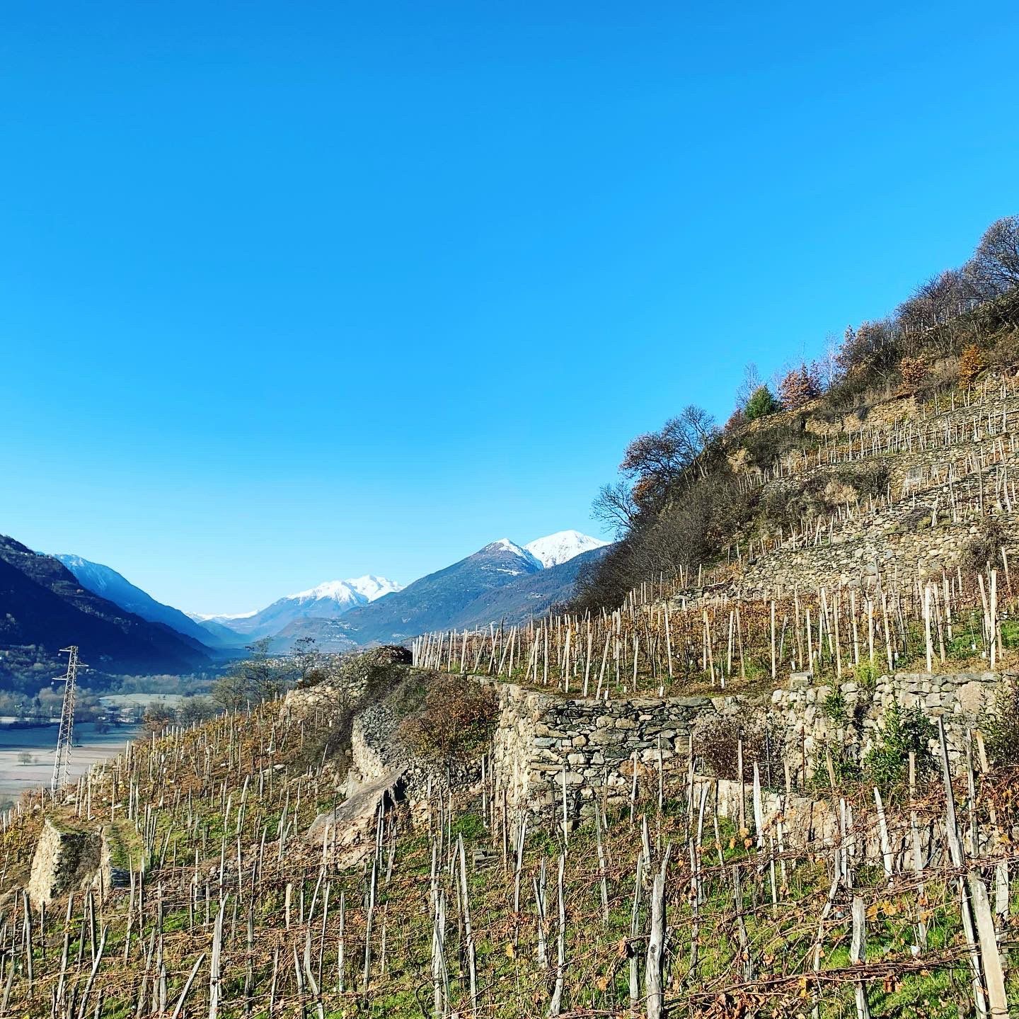 Vineyard on a hillside with snow-capped mountains in the background.