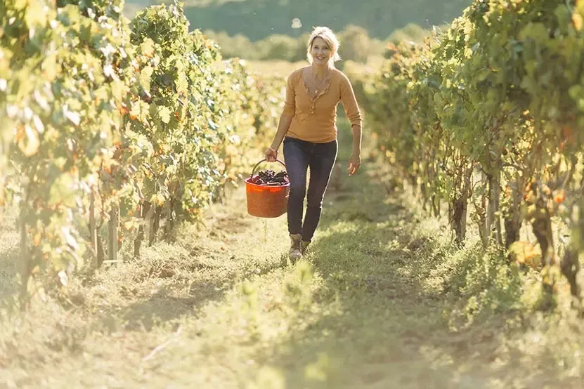 A winemaker walking through vineyard rows carrying a bucket of freshly harvested grapes.