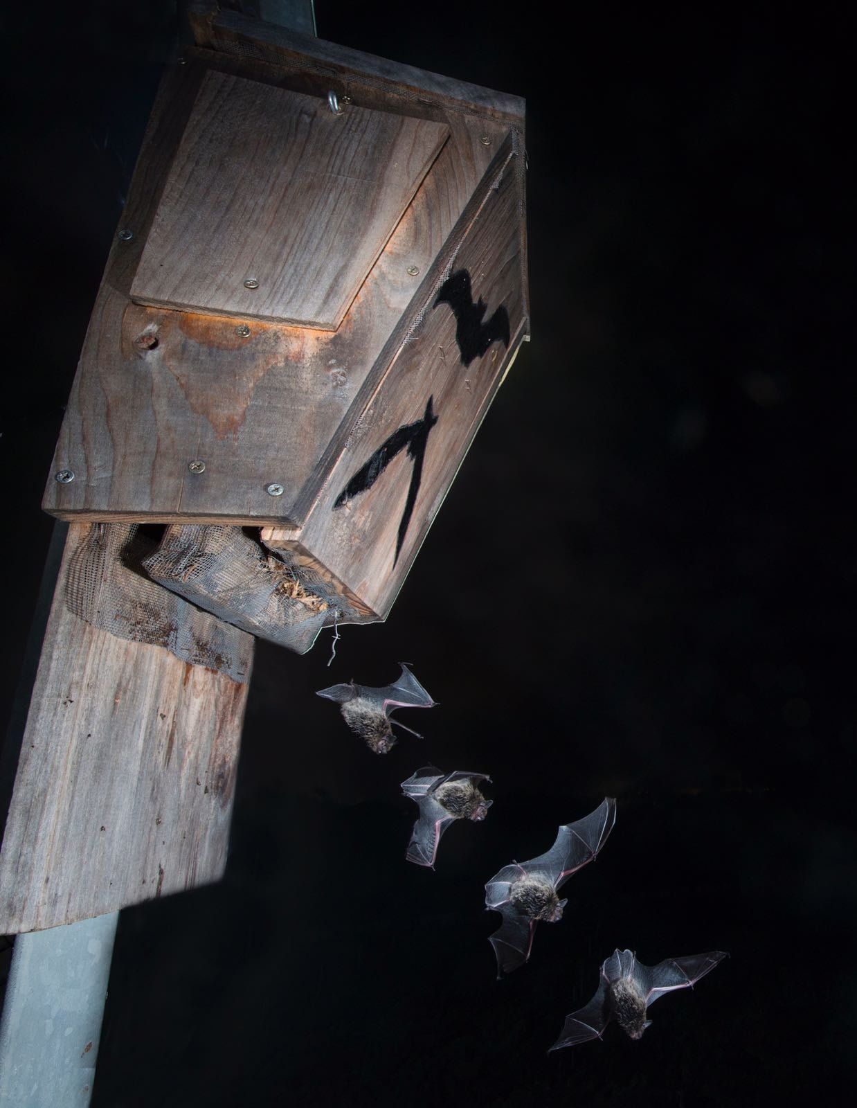 Bodegas Enguera wooden bat house at night, with bats painted in black.