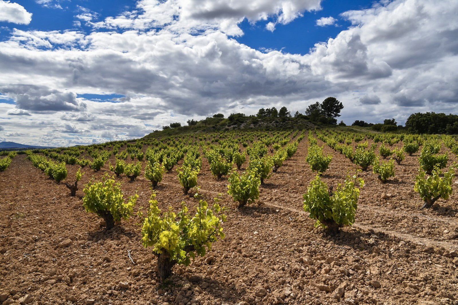 Vineyard rows under a cloudy blue sky, at Bodegas Enguera
