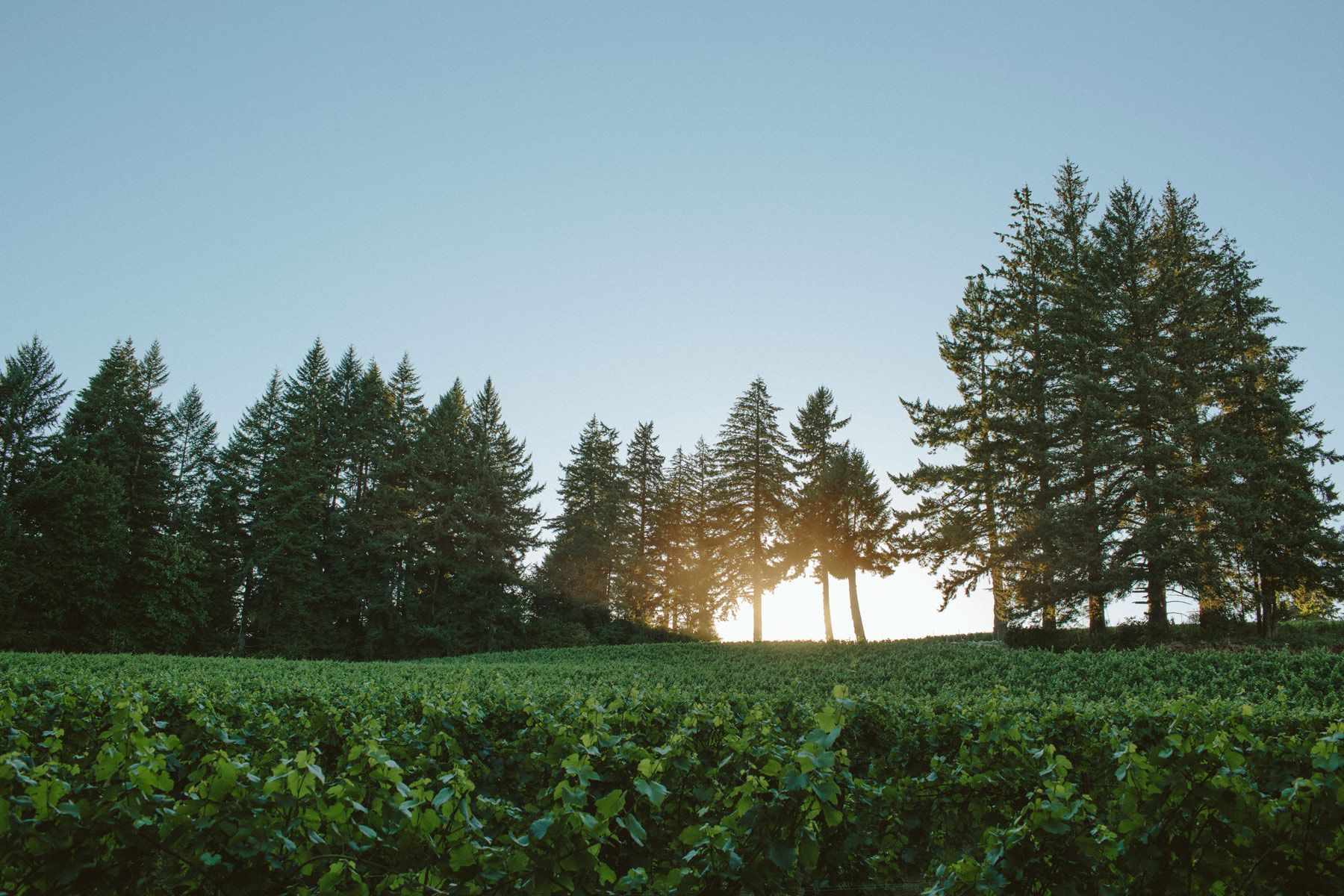 Vineyard at Evening Land, with trees on the background.