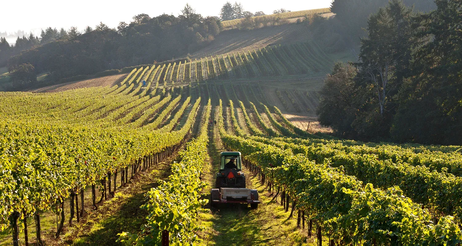 Tractor working between rows of grape vines in Evening Land vineyards.