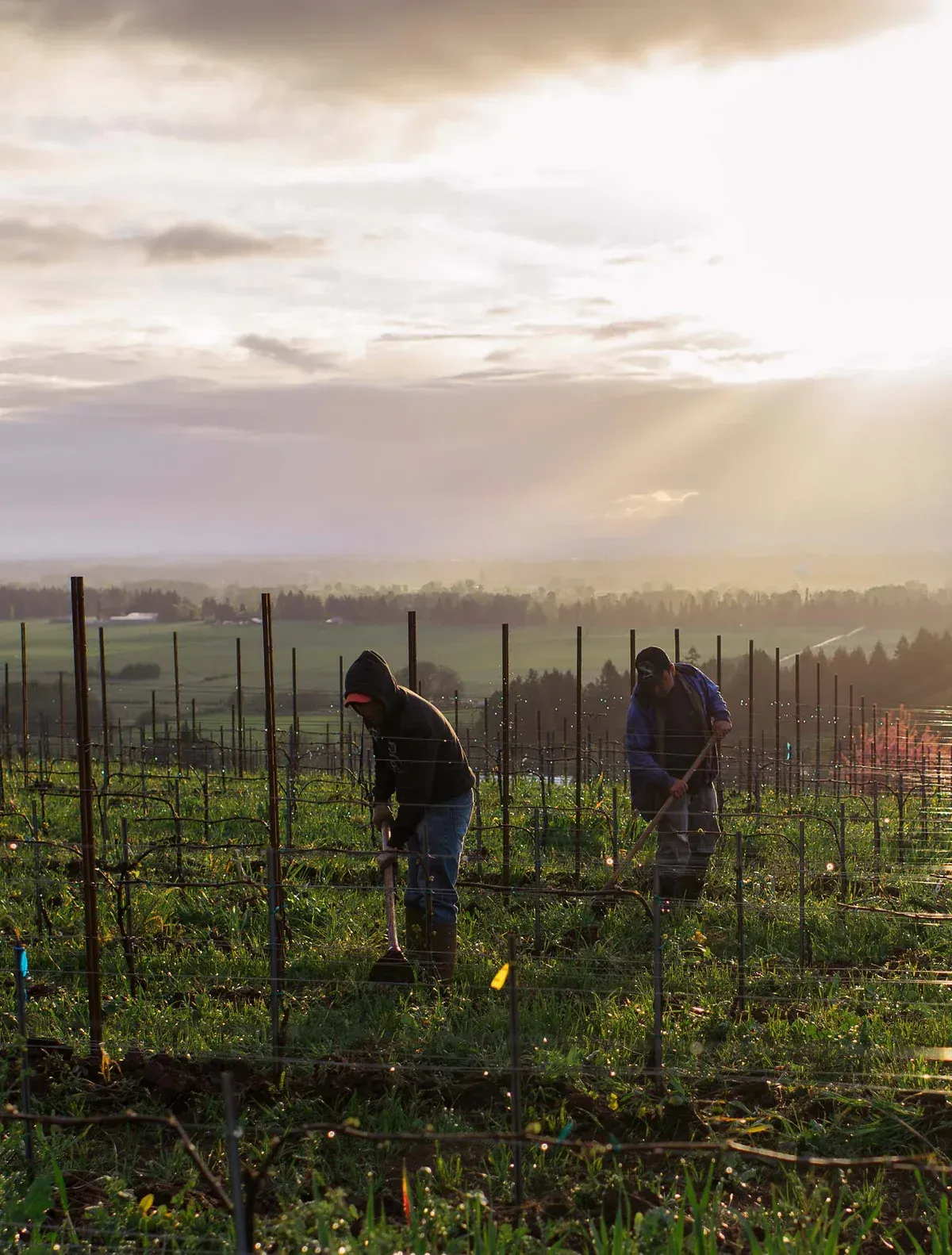 Two workers digging soil between vineyard rows at Evening Land Vineyards