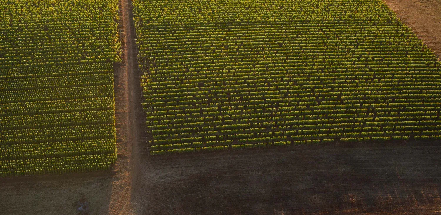 Aerial view of a farm field with rows of green crops divided by a dirt road.