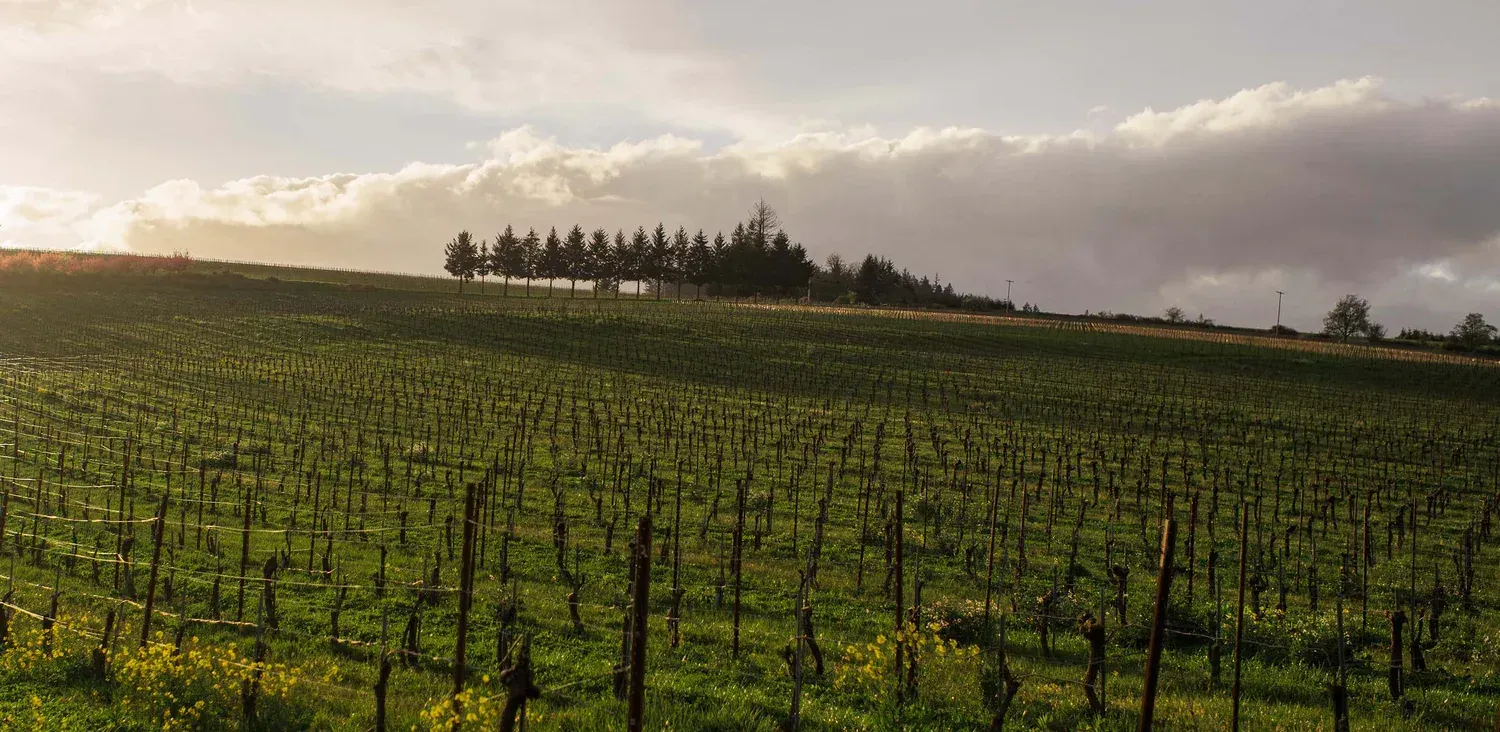 Vineyard with rows of plants on a grassy hill, at Evening Land vineyard.