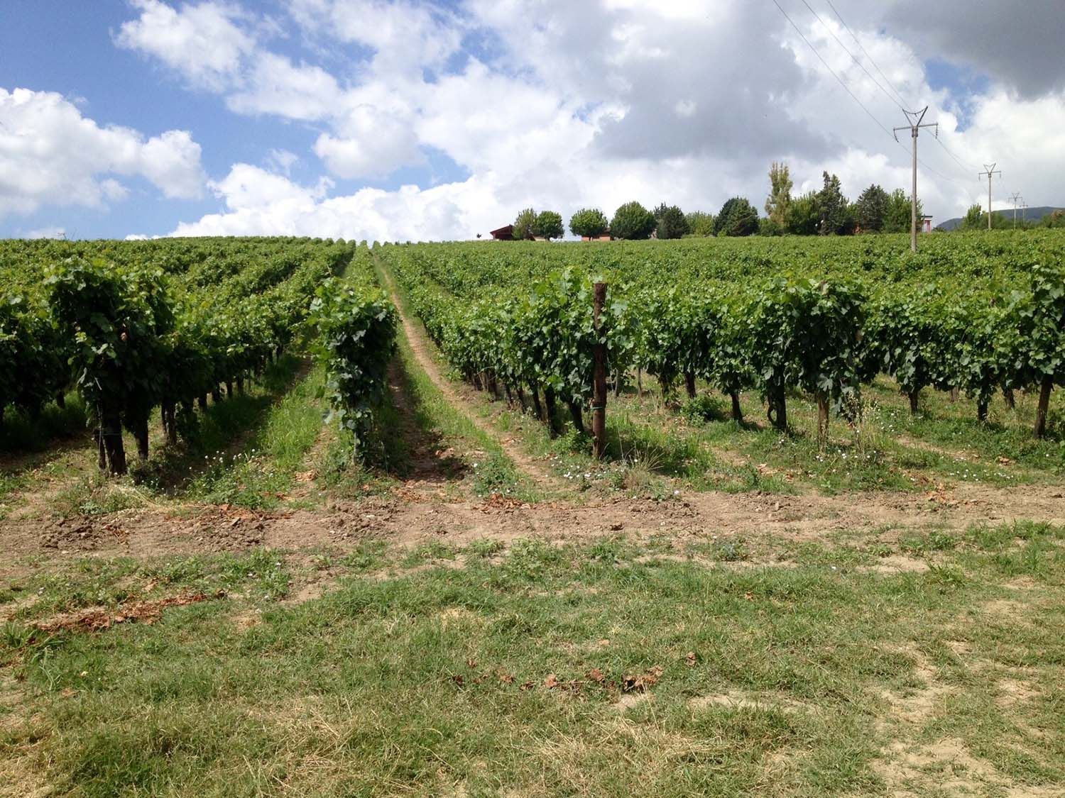Rows of grapevines in a vineyard under a partly cloudy sky.