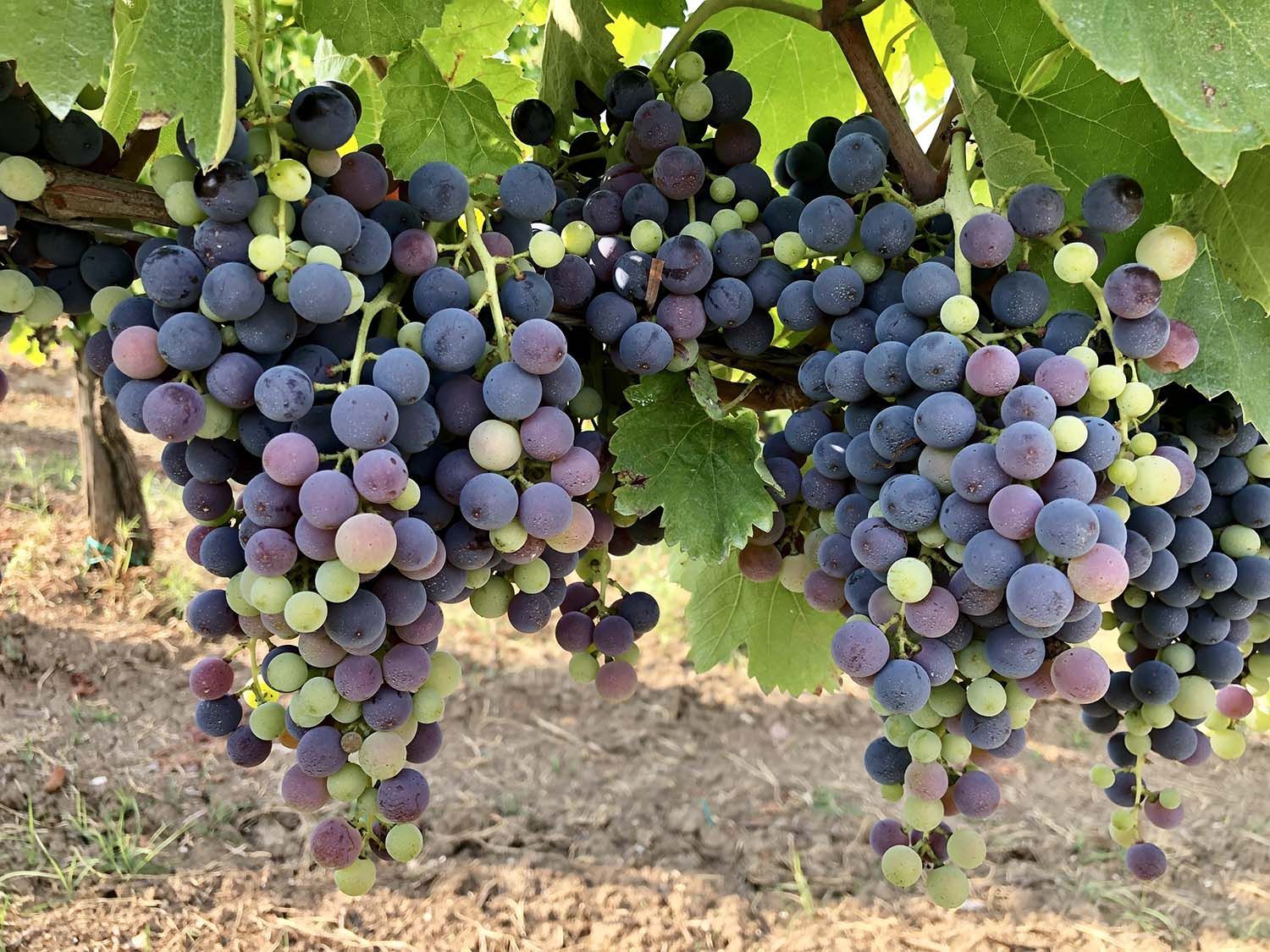 Clusters of ripening grapes, transitioning from green to purple, hanging from vines.