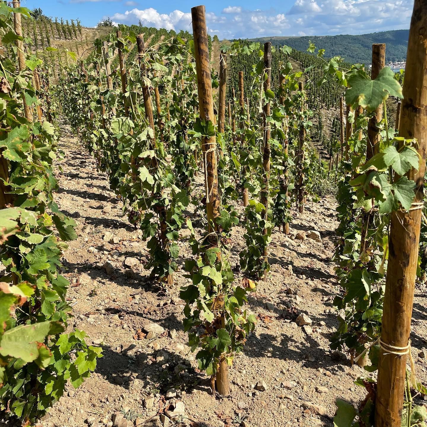 Vineyard rows with green grapevines growing up wooden posts, in a sunny field.