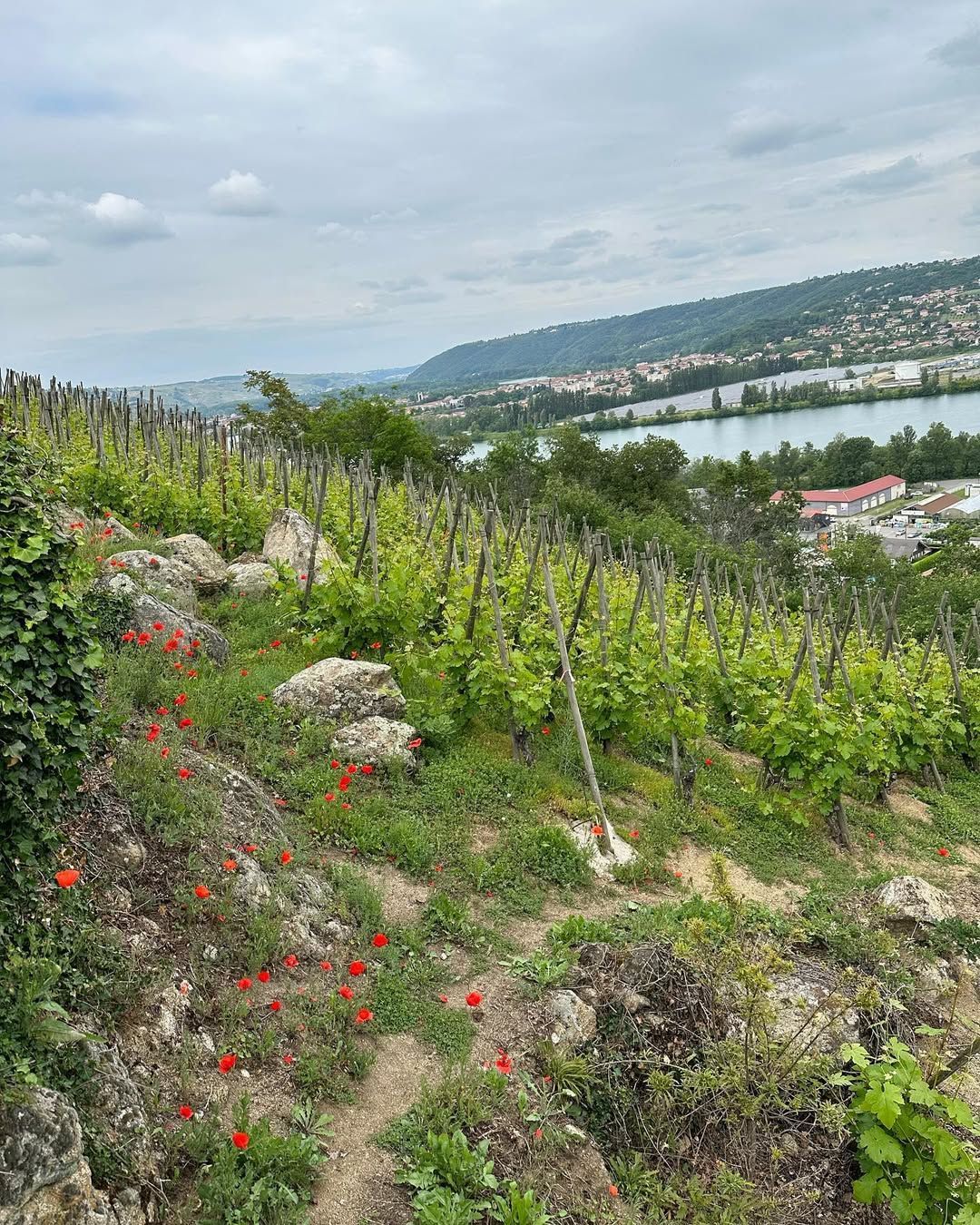 Francois Villard vineyard on a hillside with red poppies. River and town visible in the background under a cloudy sky.