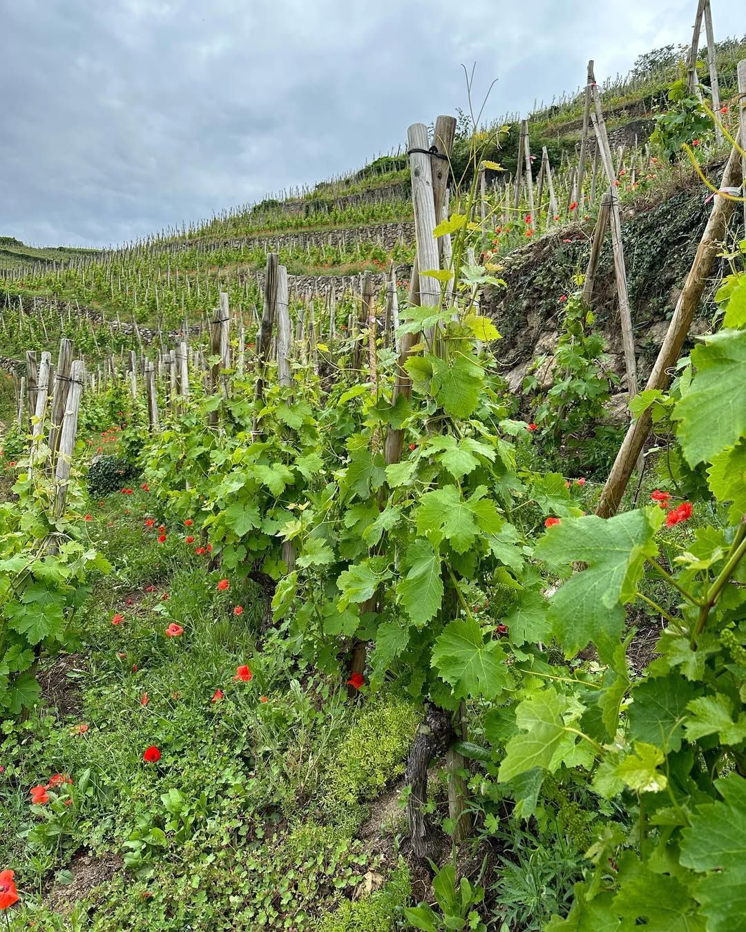 Francois Villard vineyard on a hillside with rows of grapevines, supported by wooden posts, under a cloudy sky.
