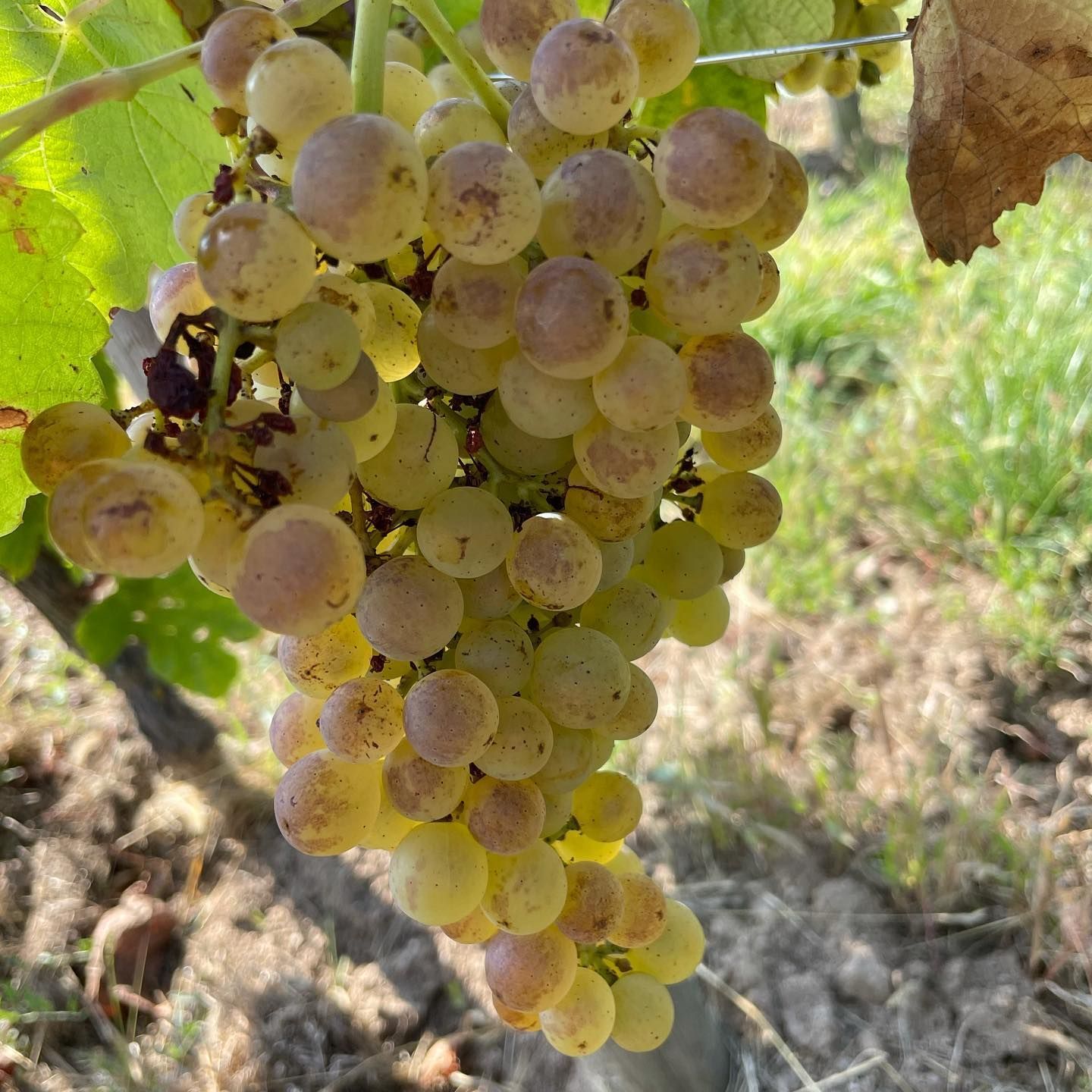 Close-up of a bunch of ripe, yellow-green grapes with a pinkish hue, growing on a vine in a vineyard.