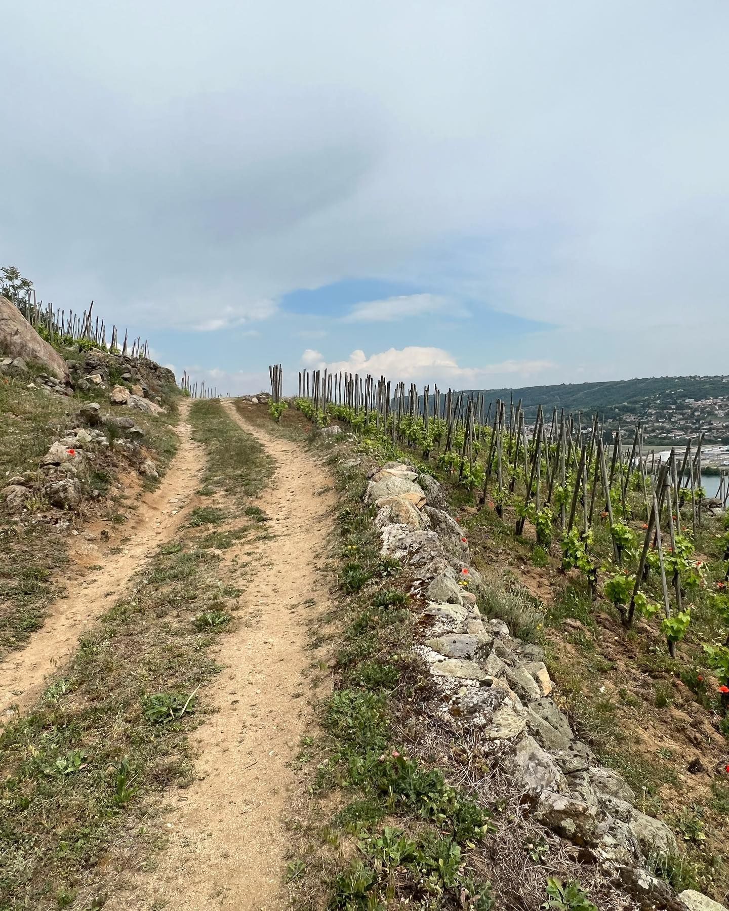 Dirt road through Francois Villard vineyard on a hillside, leading to a distant town under a cloudy sky.