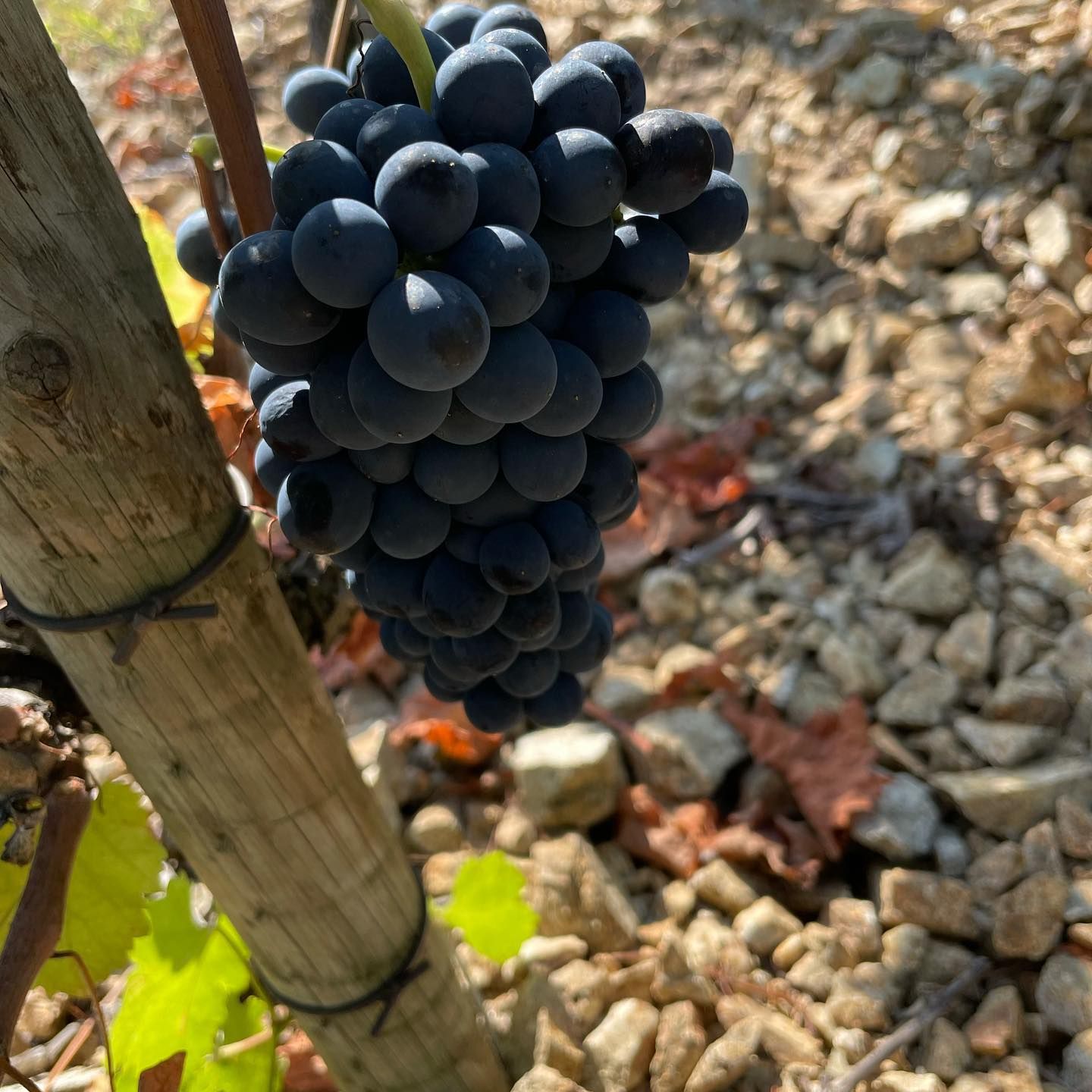 Dark purple grapes on a vine in Francois Villard vineyard, with a wooden post and rocky ground visible.